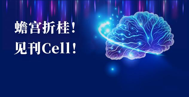 Cell项目文章 | 中国科学家解码人脑多区域时空发育奥秘！